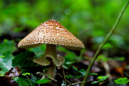 Mushroom wood autumn