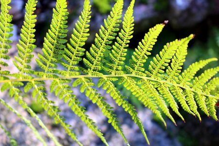 Undergrowth nature autumn photo