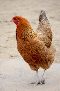 Poultry feather hen