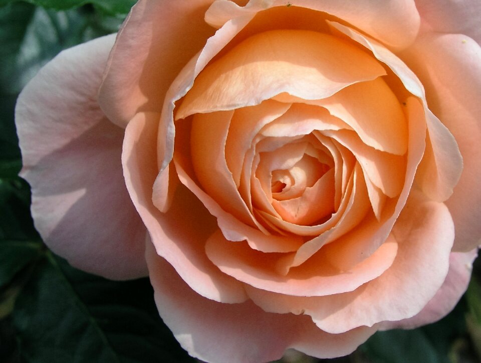 Flower bloom rose