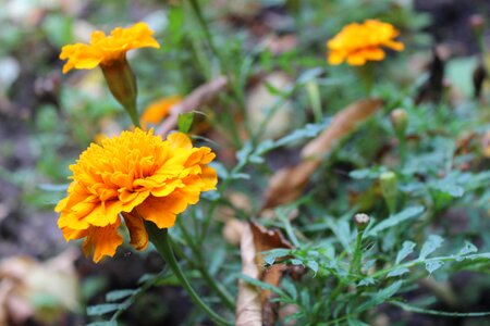 Yellow flowers plant natural photo