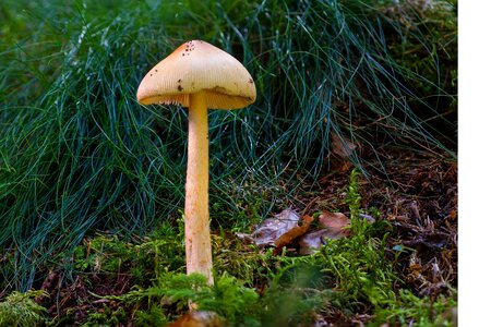 Forest mushroom yellowish forest