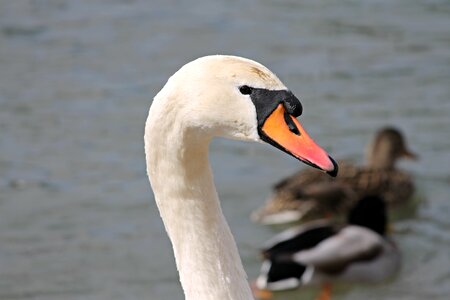 Neck bill white