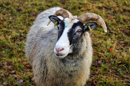 Sheep mammal livestock