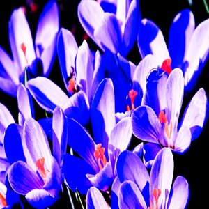 Flower crocus violet flower