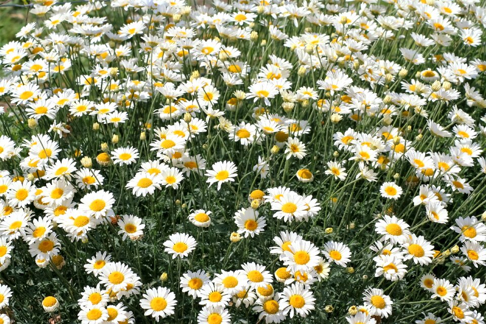Flower bloom garden