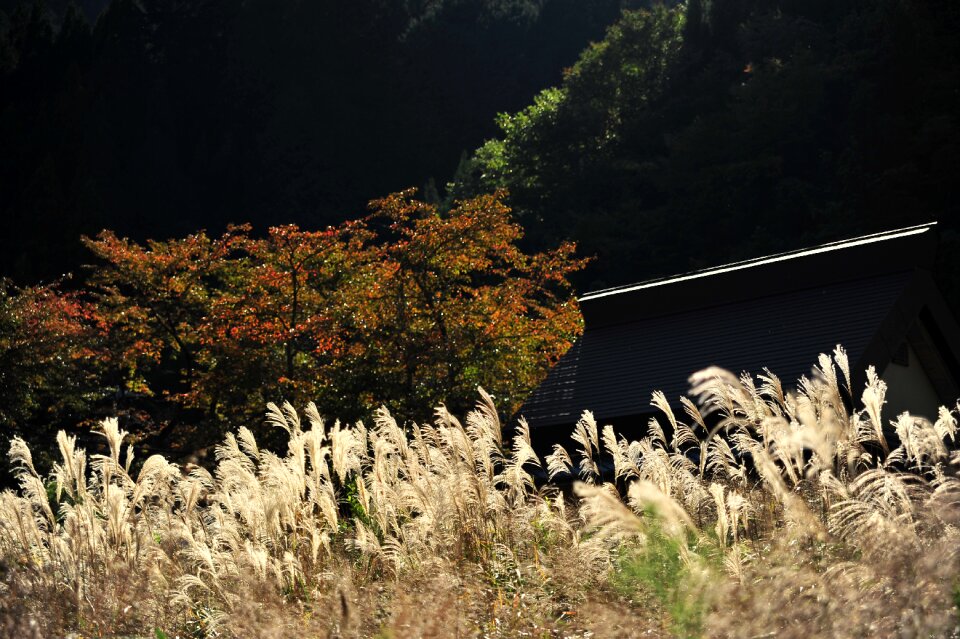 Autumn japanese silver grass by the river photo