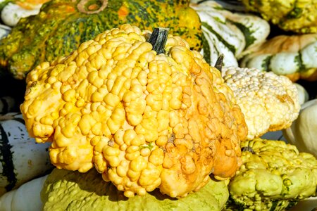 Autumn motive season pumpkins autumn