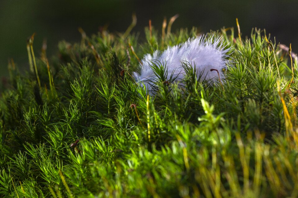 Fluff moss bird feather