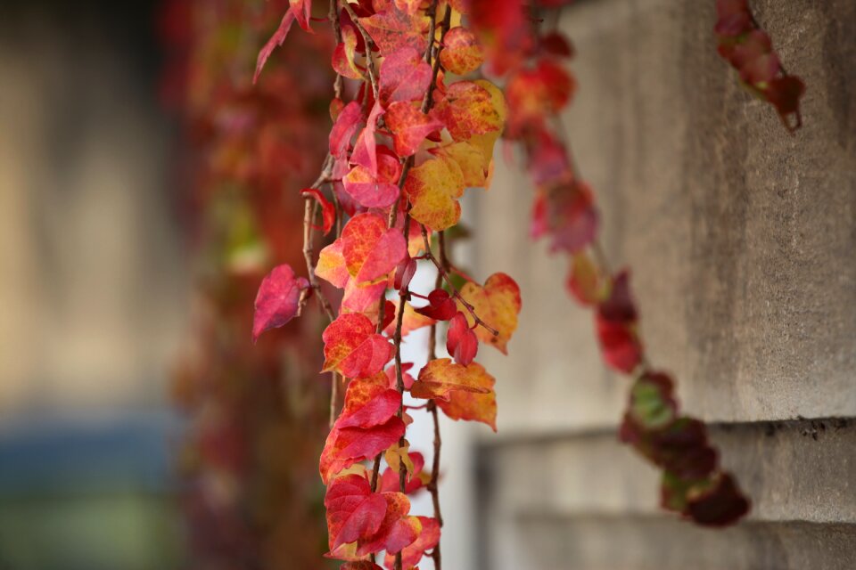Autumn maple the leaves