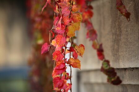 Autumn maple the leaves