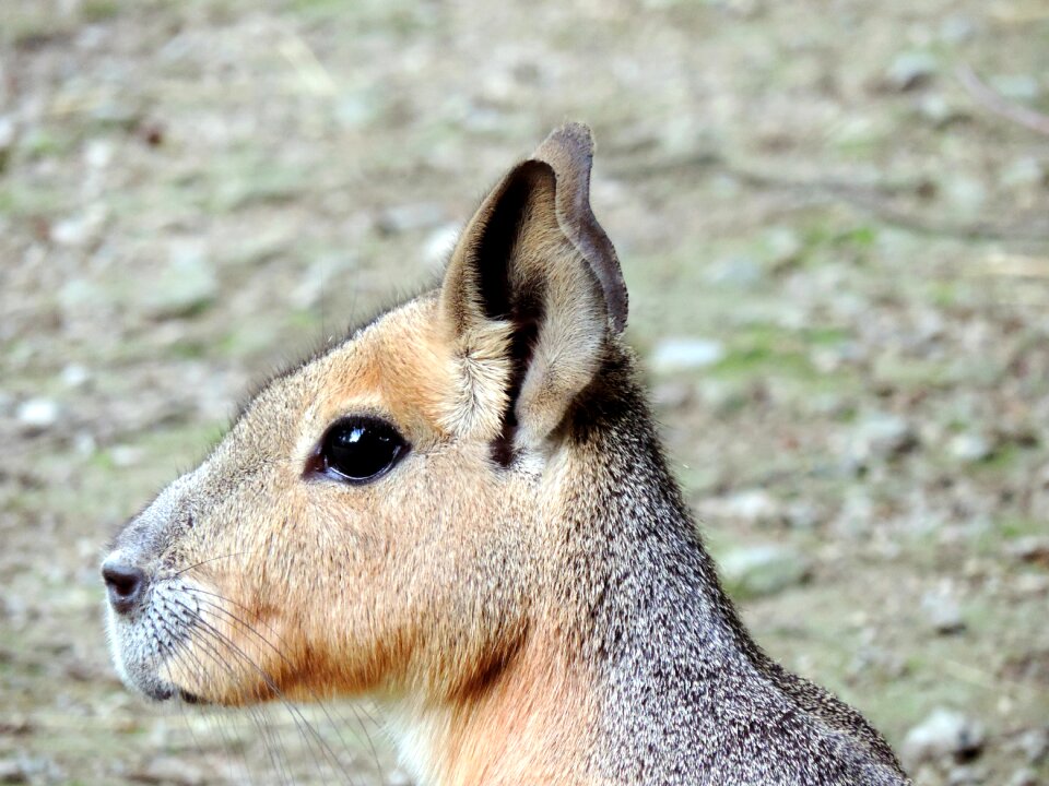 Guinea pig caviidae mara mammal