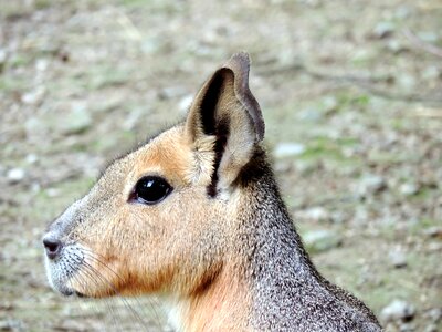 Guinea pig caviidae mara mammal