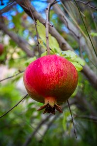 Food healthy natural