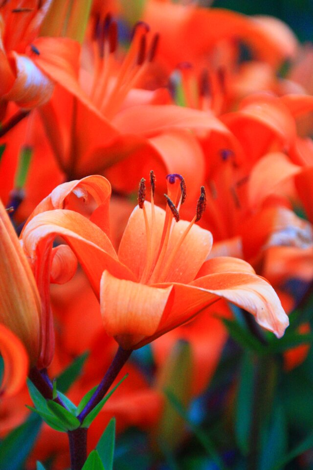 Flower orange Free photos