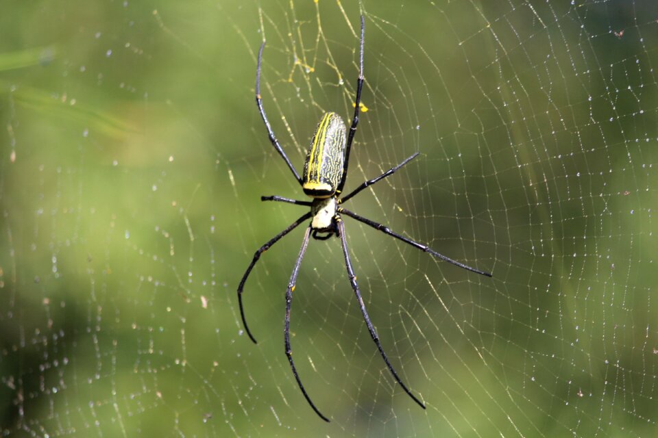 Arachnid nature environment