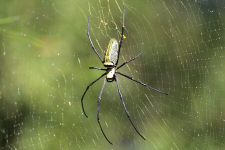 Arachnid nature environment photo