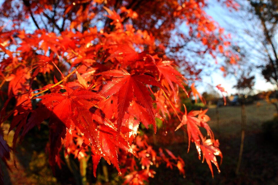 Autumnal leaves maple morning