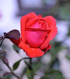 No person petal nature