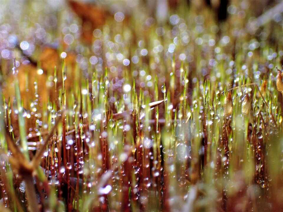 Moist moss water droplets
