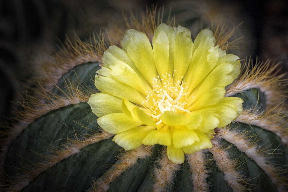 Nature prickly desert