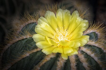 Nature prickly desert photo