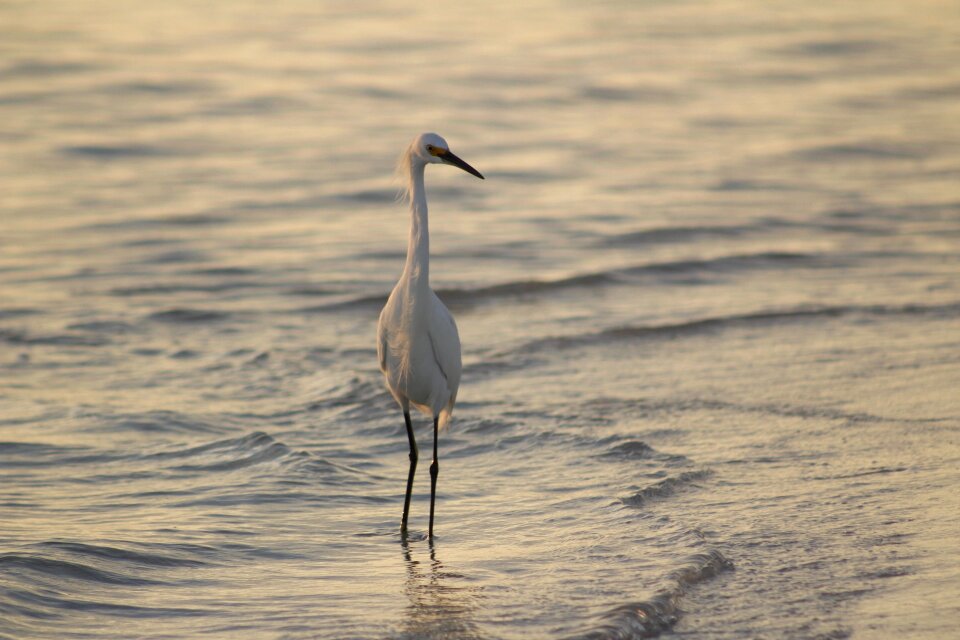 Wildlife lake marsh