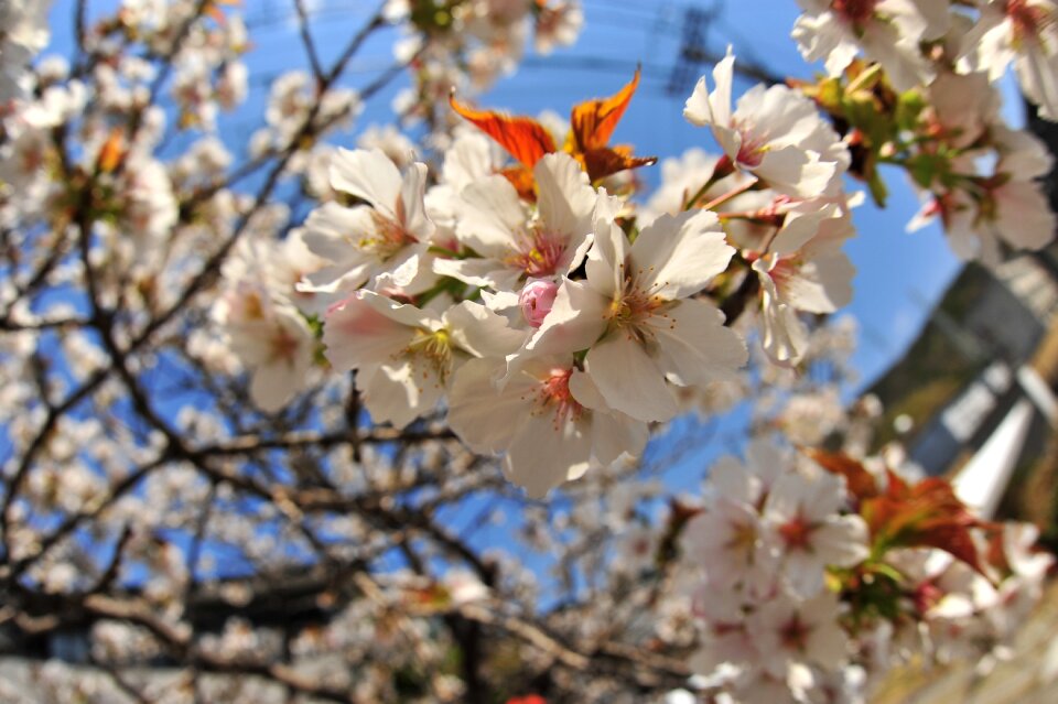 Cherry blossoms spring sky
