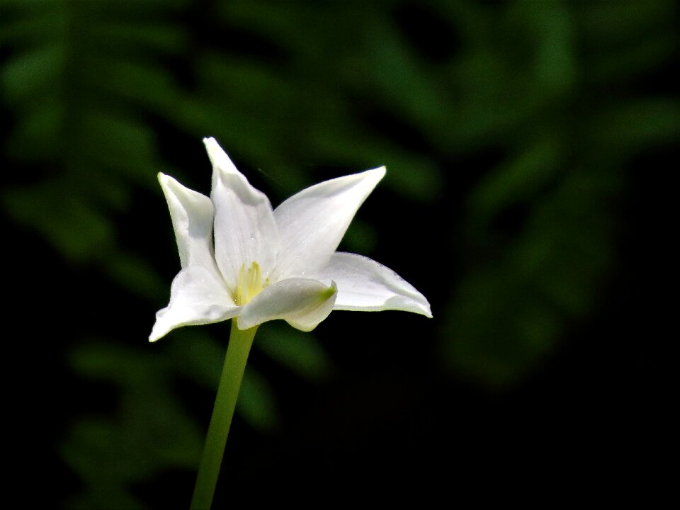 White wildflower tiny