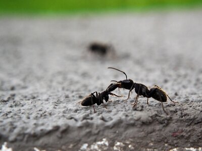 Nature insect close up