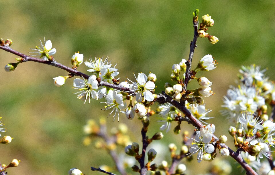 Tree nature branch