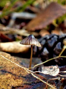 Close-up nature forest photo