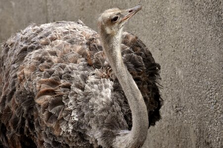 Poultry feather young animal