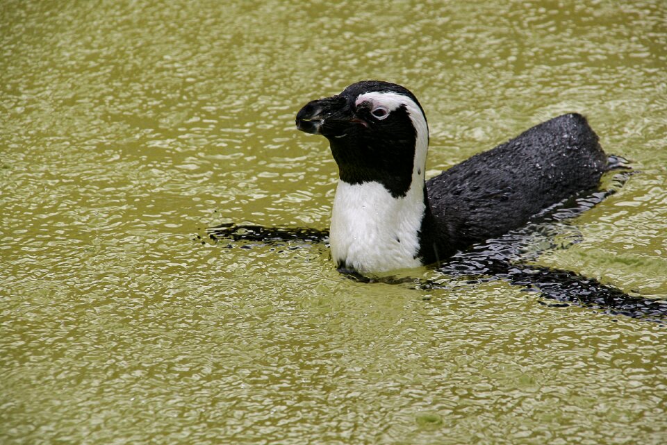 Water animal zoo