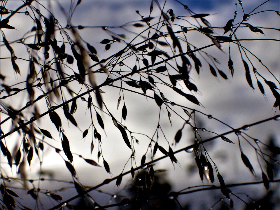 Dew drops autumn nature