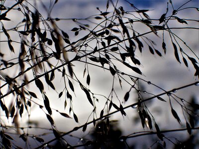 Dew drops autumn nature