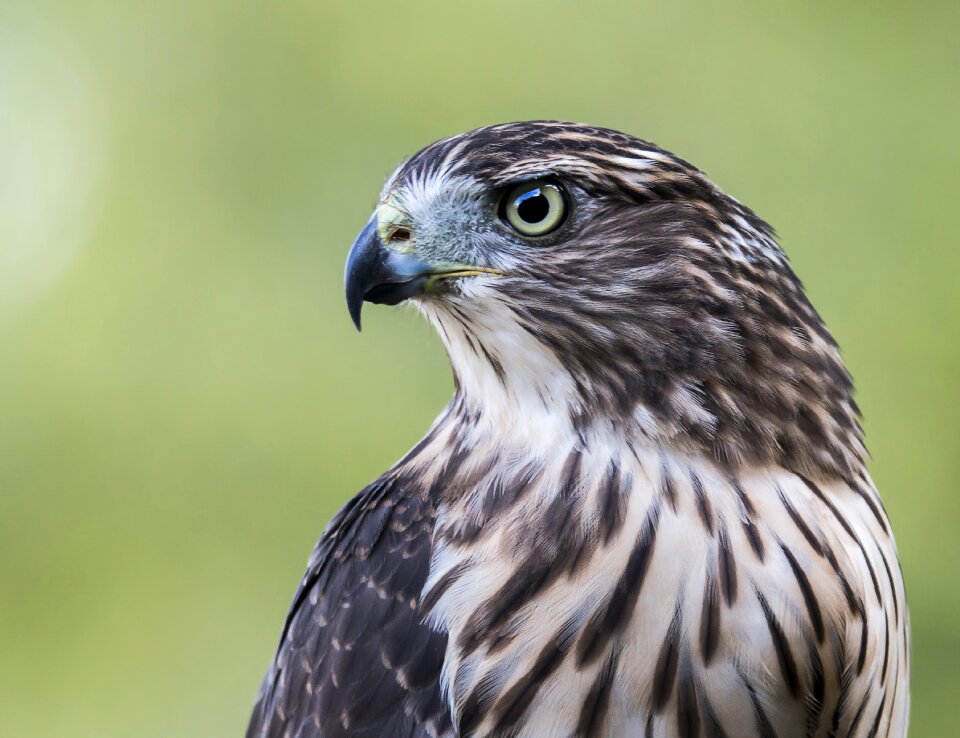 Nature cooper's predator
