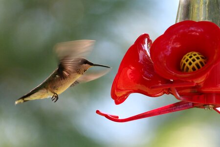 Flying feeder bird photo