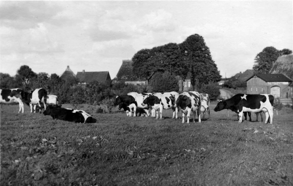 Kühe auf der Weide in Mielkendorf (Kiel 70.316)