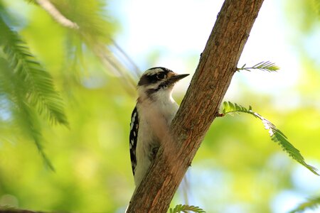 Wildlife tree forest photo