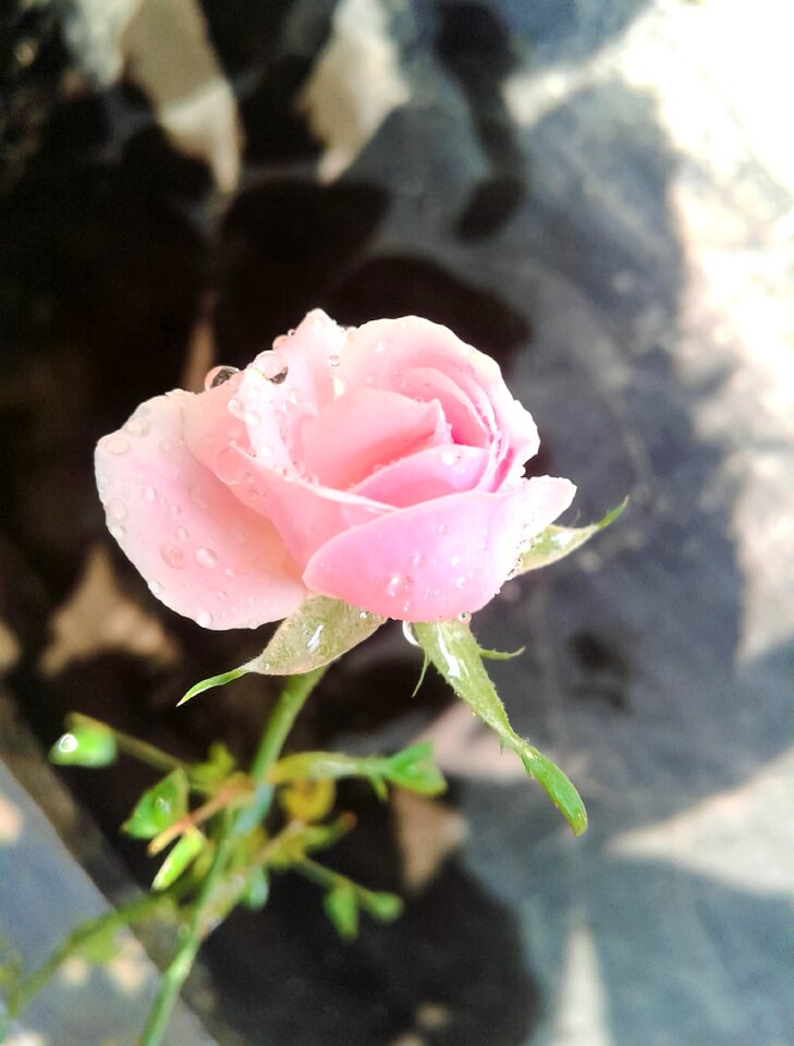 Love romantic flower