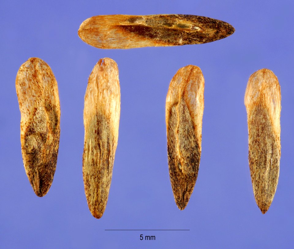 L.styrac-seeds-1