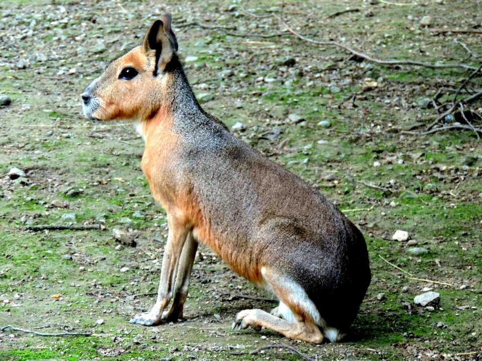 Guinea pig caviidae mara mammal