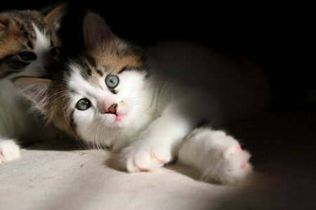 Cute feline pet photo