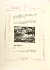 L'isola delle scimie 6