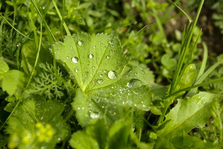 Green drip grass