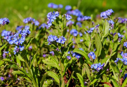 Pointed flower blossom bloom photo