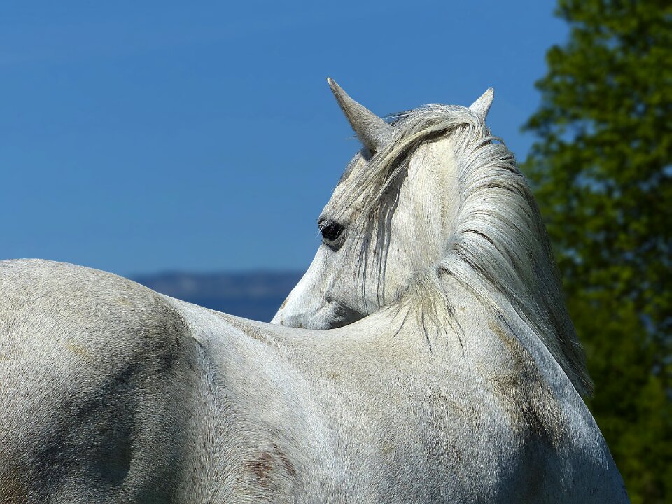 Look horseback riding equine