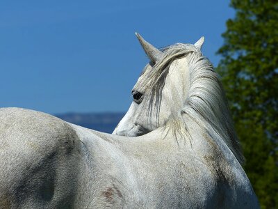 Look horseback riding equine