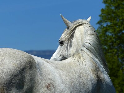 Look horseback riding equine photo